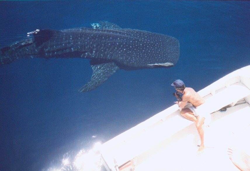 A rare whale shark in the Galápagos