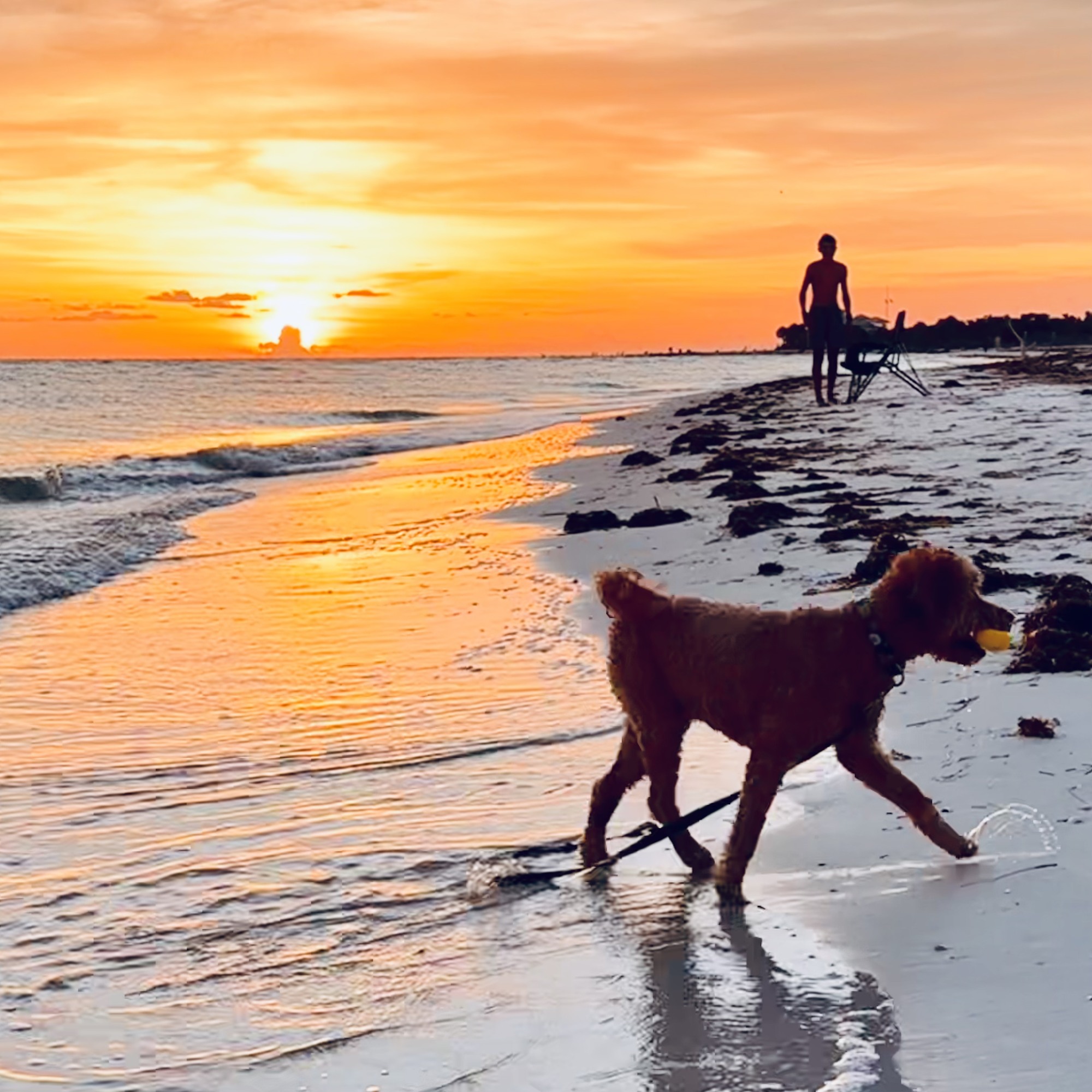 Buddyboy walking along the beach at sunset