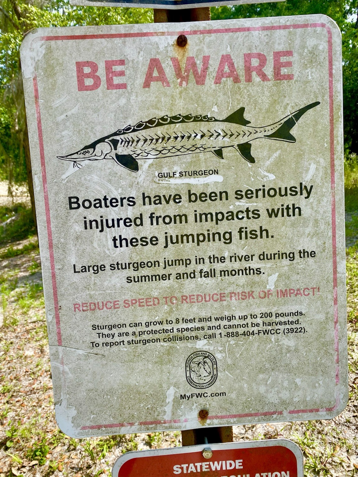 A warning sign reminding boaters to watch for jumping Gulf sturgeon.