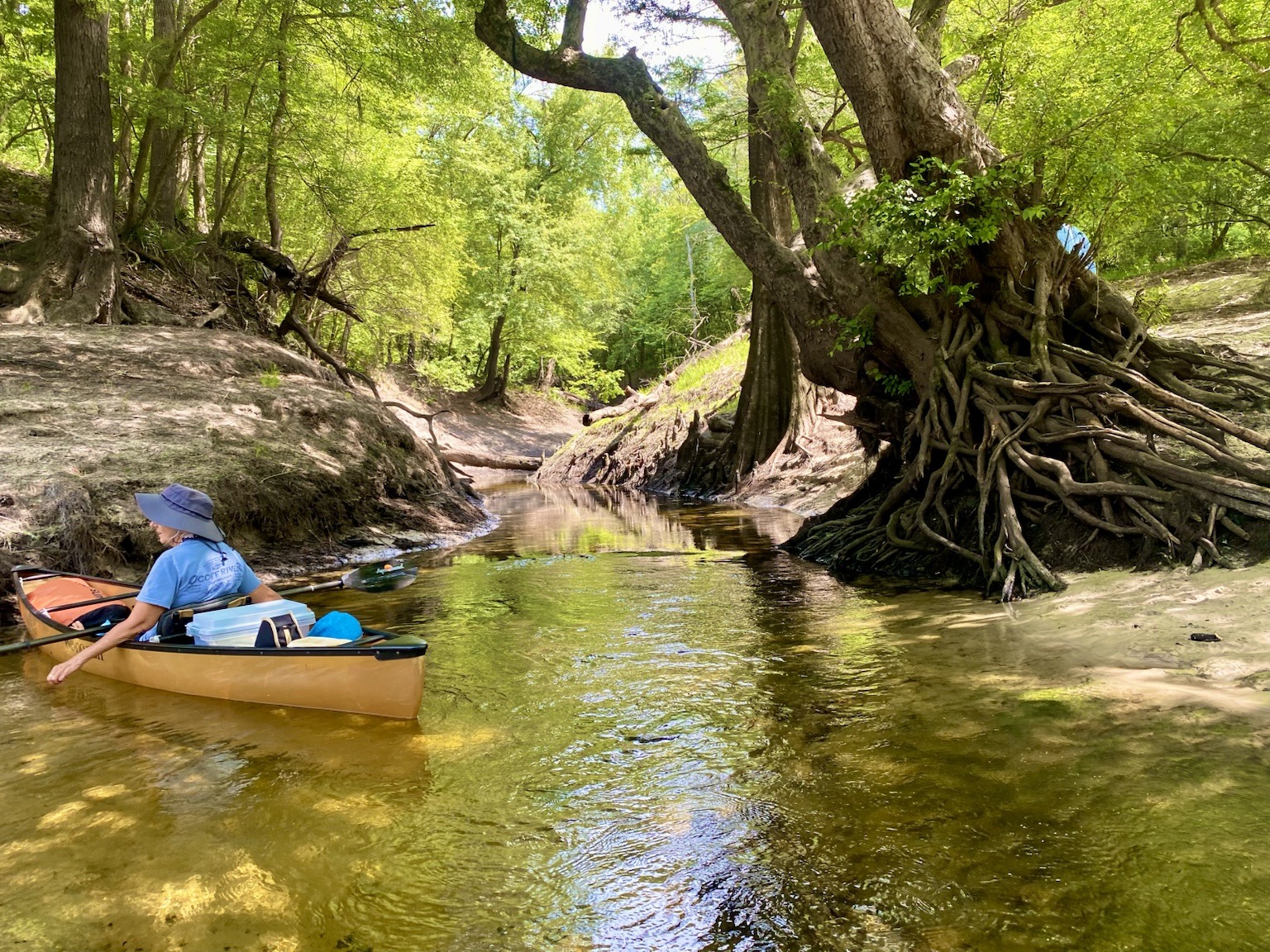 A canoe passing beneath the enormous exposed roots of a riverside tree.